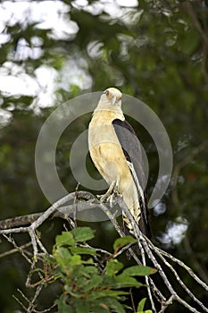 Yellow-Headed Caracara, milvago chimachima, Adult standing on Branch, Los Lianos in Venezuela