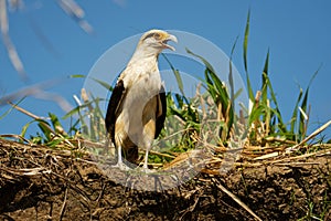 Yellow-headed Caracara - Milvago chimachima is a bird of prey in the family Falconidae