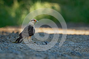 Yellow-headed Caracara - Milvago chimachima is a bird of prey in the family Falconidae