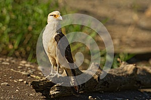 Yellow-headed Caracara - Milvago chimachima is a bird of prey in the family Falconidae