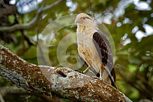 Yellow-headed Caracara - Milvago chimachima is a bird of prey in the family Falconidae. It is found in tropical and subtropical So
