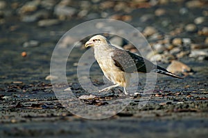 Yellow-headed Caracara - Milvago chimachima is a bird of prey in the family Falconidae. It is found in tropical and subtropical So