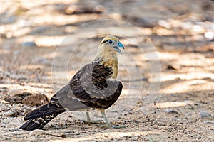 Yellow-headed caracara (Milvago chimachima), Cesar department, Wildlife and birdwatching in Colombia