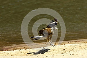 Yellow-Headed Caracara, milvago chimachima, Immature in Flight, Landing, Los Lianos in Venezuela