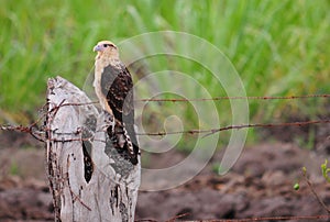 Yellow-headed Caracara