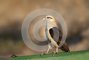 Yellow-headed caracara perched on a green boat