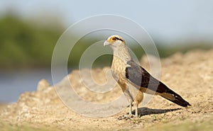 Yellow-headed caracara standing on a sandy river coast