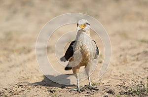 Yellow-headed caracara standing on a sandy river coast