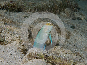 Yellow-headed jawfish 02