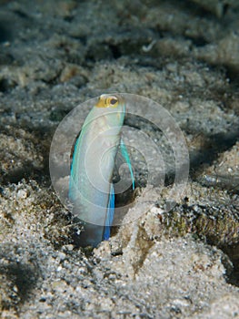Yellow-headed jawfish 01