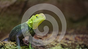 Yellow-headed lizard perched on rocky terrain is a terrestrial reptile.