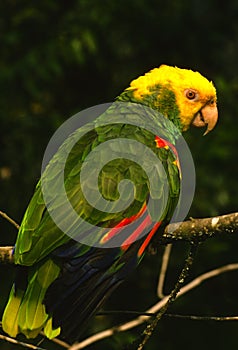 Yellow Headed Parrot