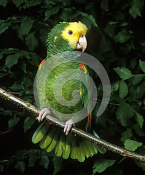 Yellow Headed Parrot, amazona oratrix, Adult standing on Branch