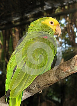 A Yellow headed parrot perched on a branch