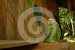 A yellow headed parrot perched down in a wooden house in the jungle next to a map of the world