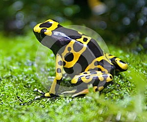 Yellow-headed poison frog 1