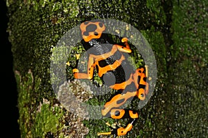 Yellow-headed Poison Frog