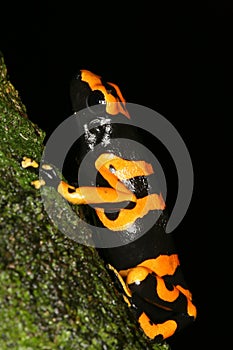 Yellow-headed Poison Frog 3