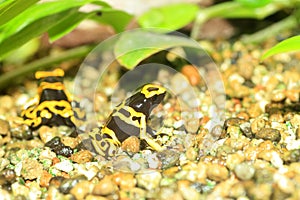 Yellow-headed poison frog