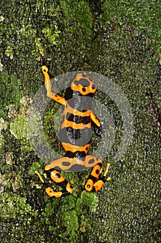 Yellow-headed Poison Frog 4