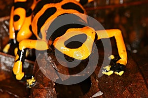 Yellow-headed Poison Frog 6