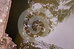 Yellow-headed temple turtle (Heosemys annandalii) swimming under the bridge