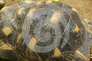 Yellow-headed Temple Turtle is a turtles