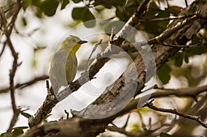 Yellow-headed Warbler on a branch photo