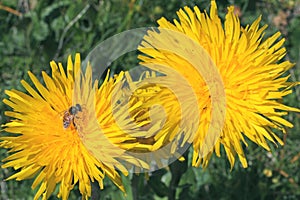 Yellow heads (hypochoeris uniflora)