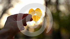 Yellow heart shaped leaf in a hand with sun shining through it