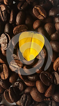 Yellow heart shaped petals empty on coffee beans