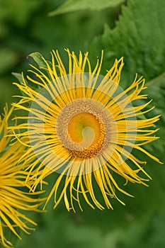 Yellow heartleaf ox-eye Telekia speciosa, big yellow flower in close-up photo