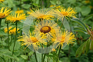 Yellow heartleaf ox-eye Telekia speciosa, big yellow flowers photo