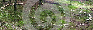 Yellow hedgehog Hydnum repandum mushroom forms undulating circles in the natural ecosystem