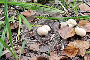 Yellow Hedgehog mushroom grows in the summer forest. Sprouts dry through the foliage.