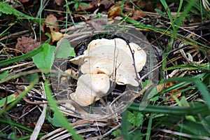 Yellow Hedgehog mushroom grows in the summer forest. Sprouts dry through the foliage.