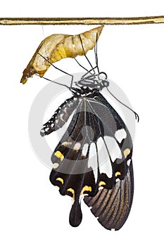 Yellow Helen or Black and White Helen Papilio nephelus butterfly