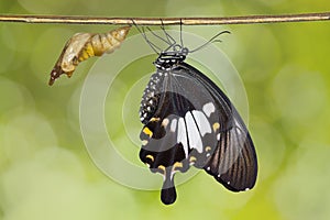 Yellow Helen or Black and White Helen Papilio nephelus butterfly