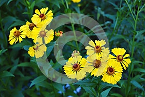 Yellow helenium flowers