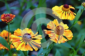 Yellow helenium flowers