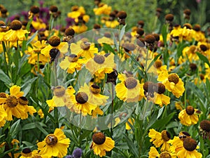 Yellow Helenium sneezeweed flowers in a garden