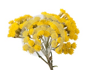 Yellow helichrysum flowers photo