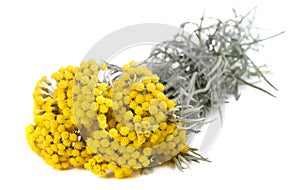 Yellow helichrysum flowers photo