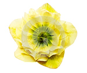 A yellow hellebore flower or a yellow helleborus orientalis isolated on white