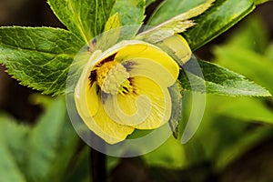 Yellow Helleborus Lenten Rose