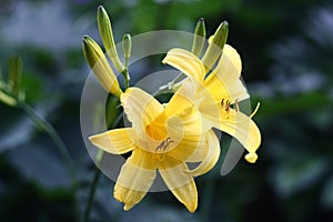 Yellow hemerocallis.