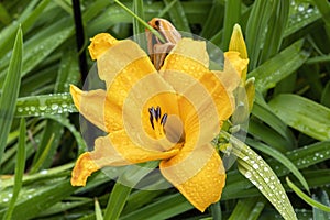 Yellow hemerocallis, daylily