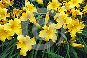 Yellow Hemerocallis, Dumortieri Morr daylily flowers