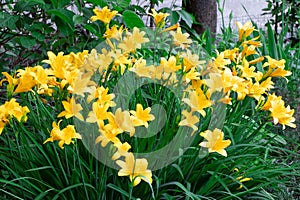 Yellow Hemerocallis. Yellow day lily. Gardening Spring flowers. Blooming lily