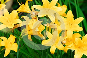 Yellow Hemerocallis. Yellow day lily. Gardening Spring flowers. Blooming lily